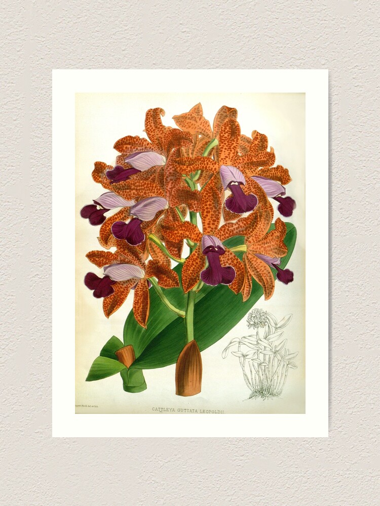 Cattleya Guttata Leopoldii Lindenia Orchid | Art Print