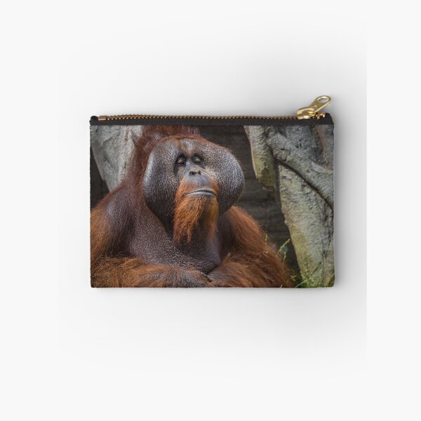 Artikelvorschau, Ein gefangenes erwachsenes Orang-Utan Porträt entworfen und verkauft von Logopad.