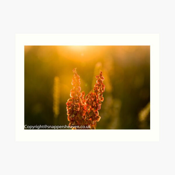 Pink Meadow flowers at sunset from meadow flower collection Art Print