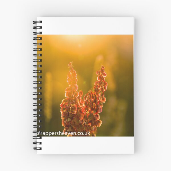 Item preview, Pink Meadow flowers at sunset from meadow flower collection designed and sold by designbywhacky.