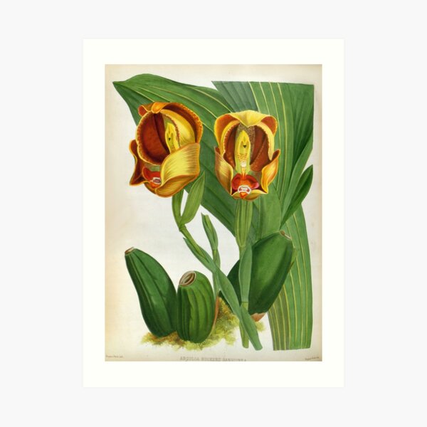 Anguloa Ruckerii Sanguine Lindenia Orchid Art Print
