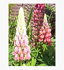 Cottage Garden Lupin Photographic Print