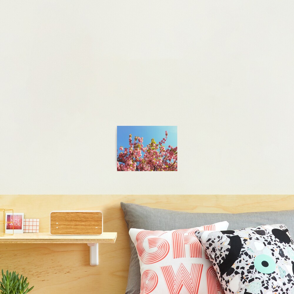 Floral Gift - Cherry Blossoms Photography - Gardener Present Photographic Print