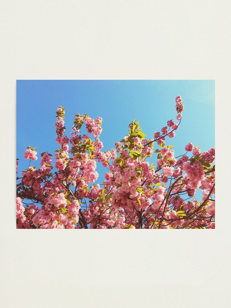 Alternate view of Floral Gift - Cherry Blossoms Photography - Gardener Present Photographic Print