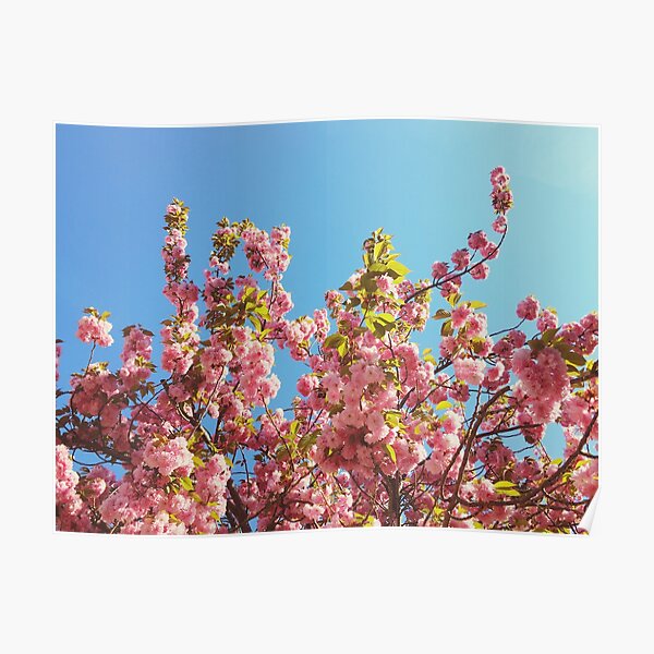  Floral Gift - Cherry Blossoms Photography - Gardener Present Poster