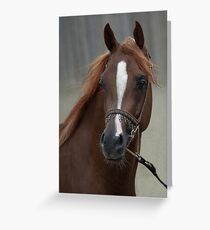 Arab Champion Greeting Card