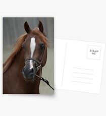Arab Champion Postcards