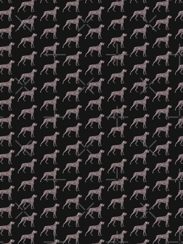 Weimaraner by koovox