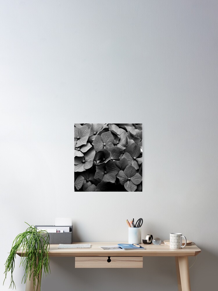 Thumbnail 2 of 3, Poster, Hydrangea designed and sold by RufderFreiheit.