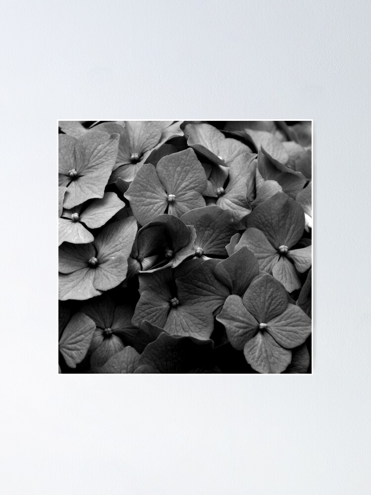 Thumbnail 1 of 3, Poster, Hydrangea designed and sold by RufderFreiheit.
