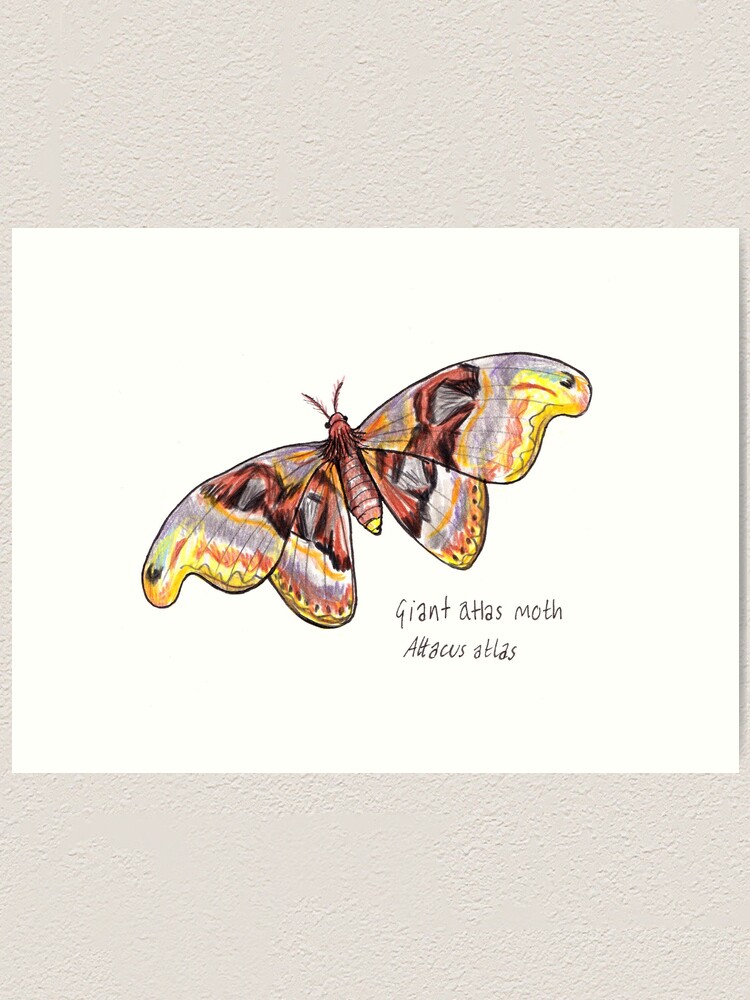 Atlas Moth Drawing Art Print By Sadnettles Redbubble