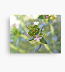 Tiny macro Canvas Print