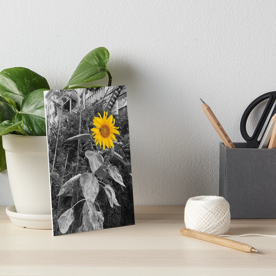 Color Pop Sunflower Black and White