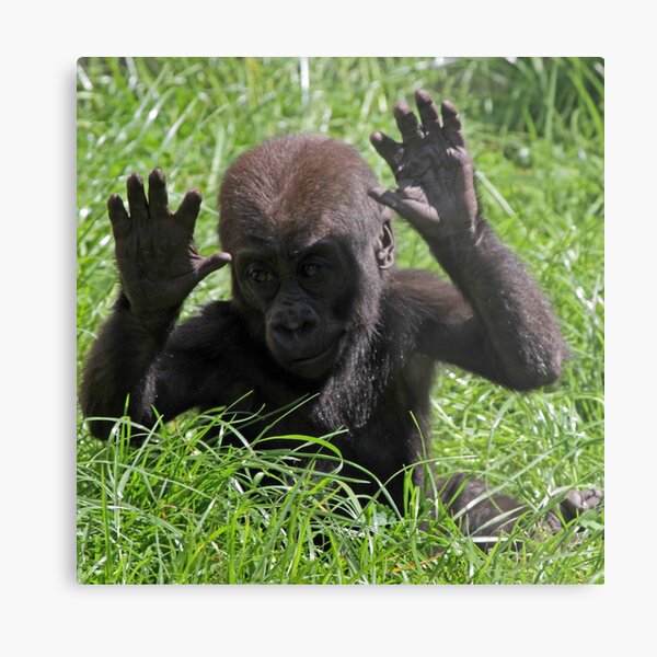 Gorilla Finger Gifts Merchandise Redbubble