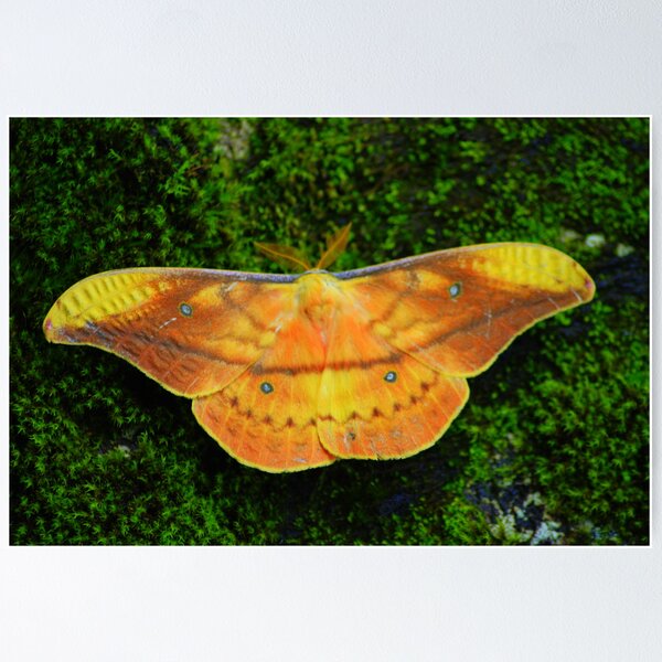 Rosy Maple Moth - Mel's Macros