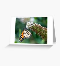Monarch Greeting Card