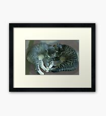 Kittens Framed Print