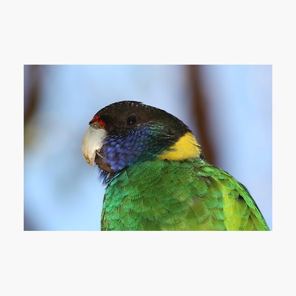 Parrot Photographic Print