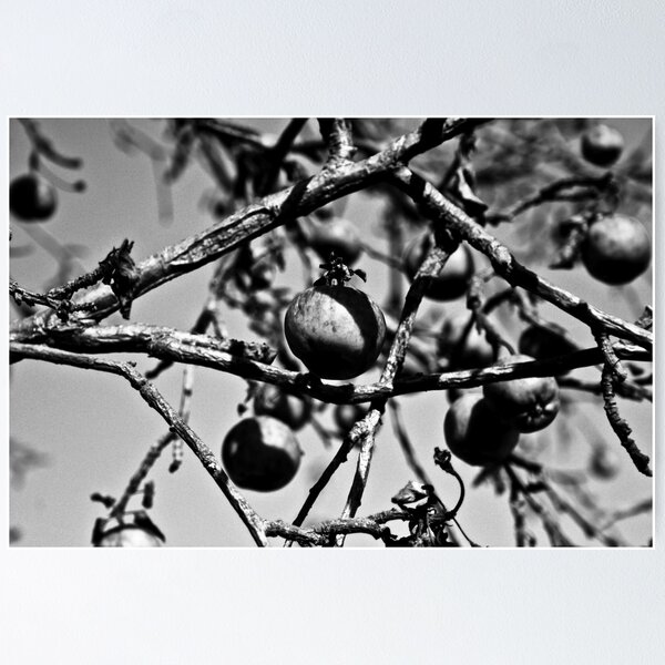 Item preview, Apples - Shadow and Light  designed and sold by Nicoras Calin.