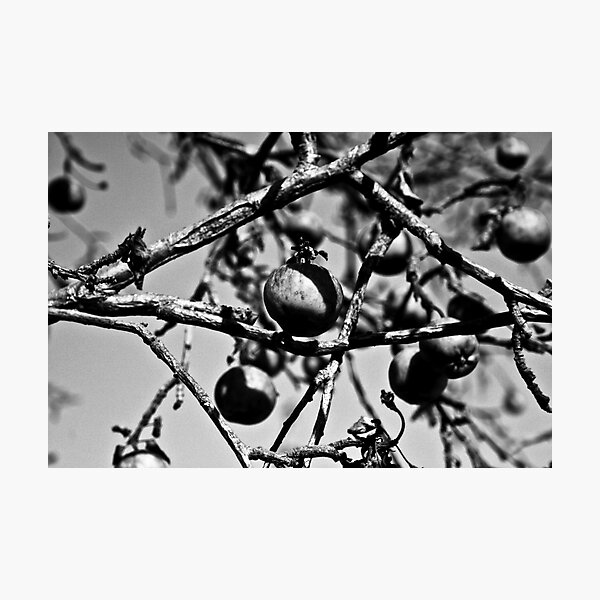 Item preview, Apples - Shadow and Light  designed and sold by Nicoras Calin.