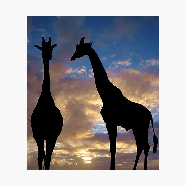 The winner by a neck Photographic Print