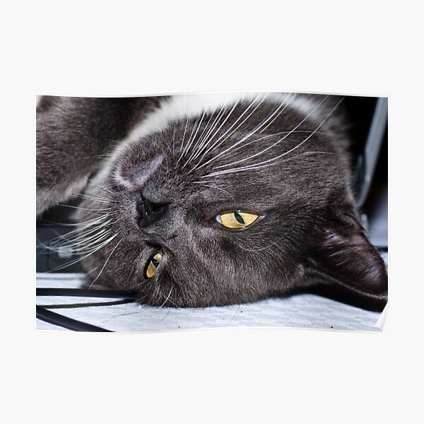 Charlie Boy Poster