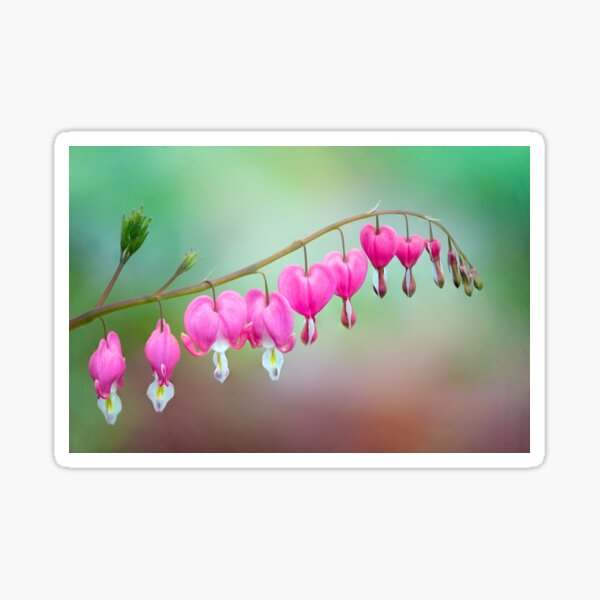 Beautiful Bleeding Hearts Sticker
