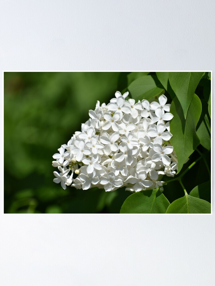 Póster «Recién abierto lilas blancas» de gurineb | Redbubble