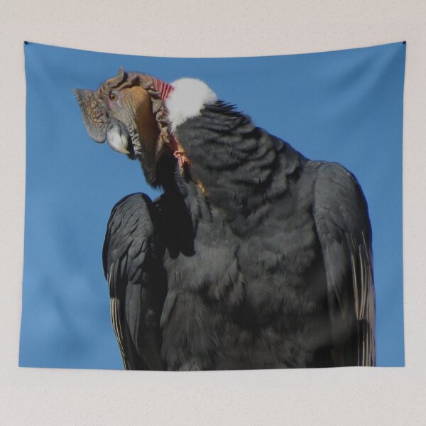 Item preview, Inquisitive Condor (Photography, colour) designed and sold by RosieGlow.