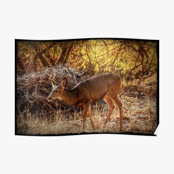 Evening Light and Cottonwood Trees Poster