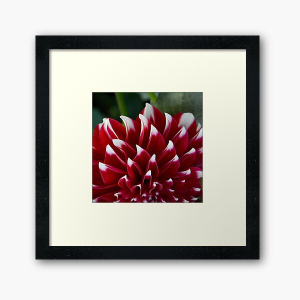 Ishq Framed Art Print