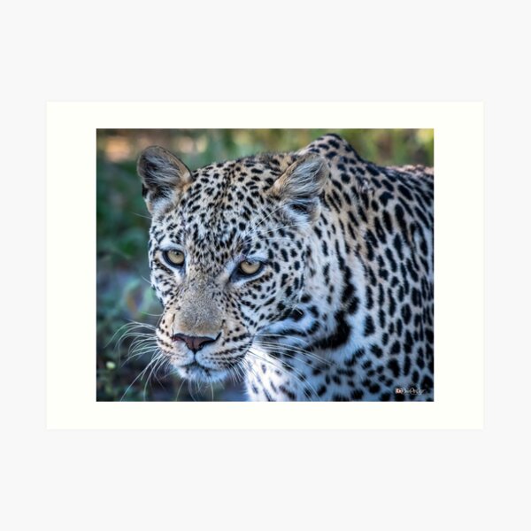 Leopard's eyes Art Print