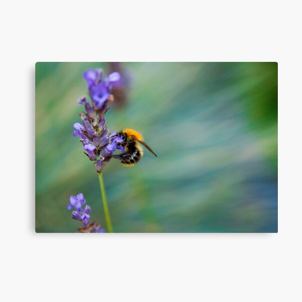 Bumble Bee on Lavender Canvas Print