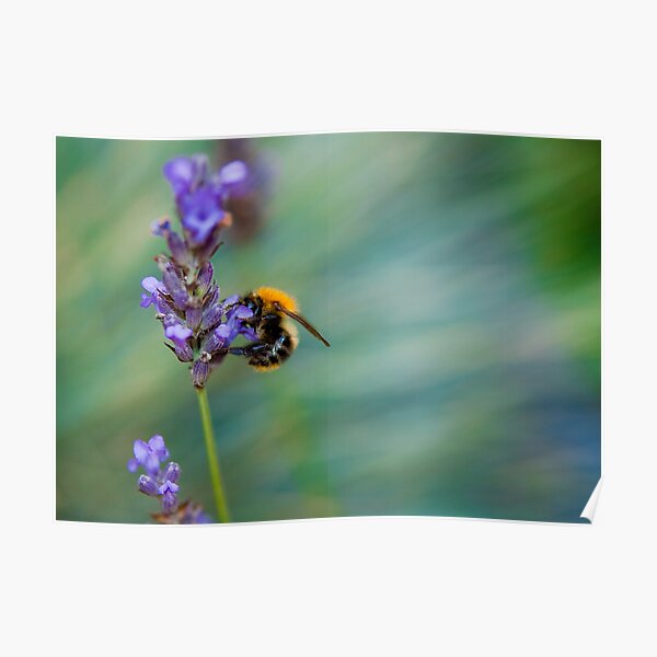 Bumble Bee on Lavender  Poster