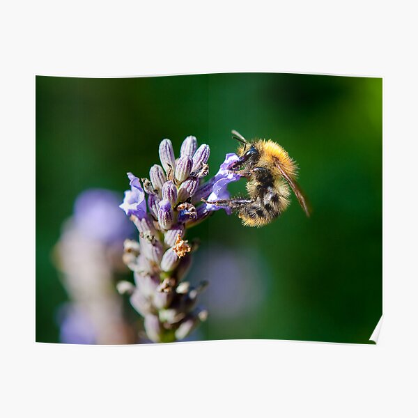 Bumble Bee on Lavender Poster