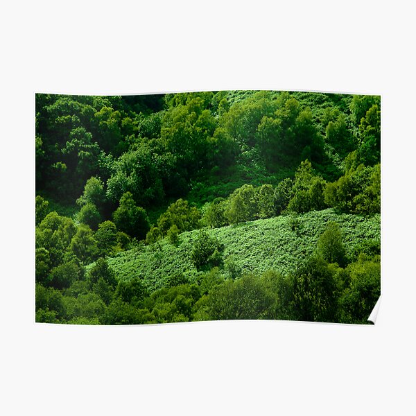 Dalby Forest, North Yorkshire Poster