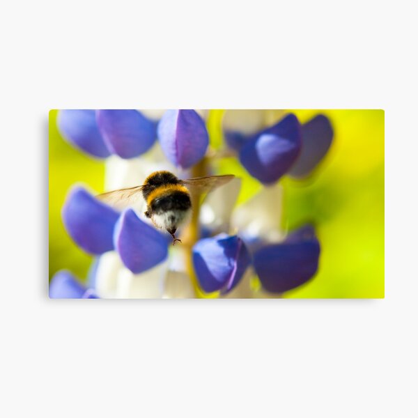 Bumble Bee on Lupin Canvas Print