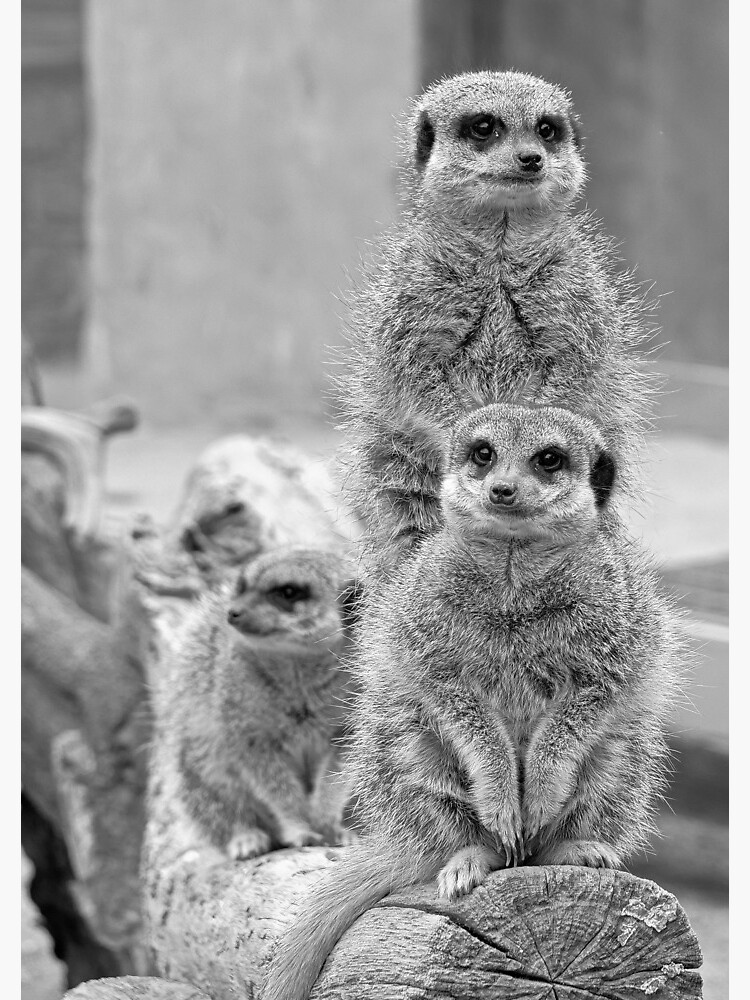 Meerkats on a look out by santoshputhran