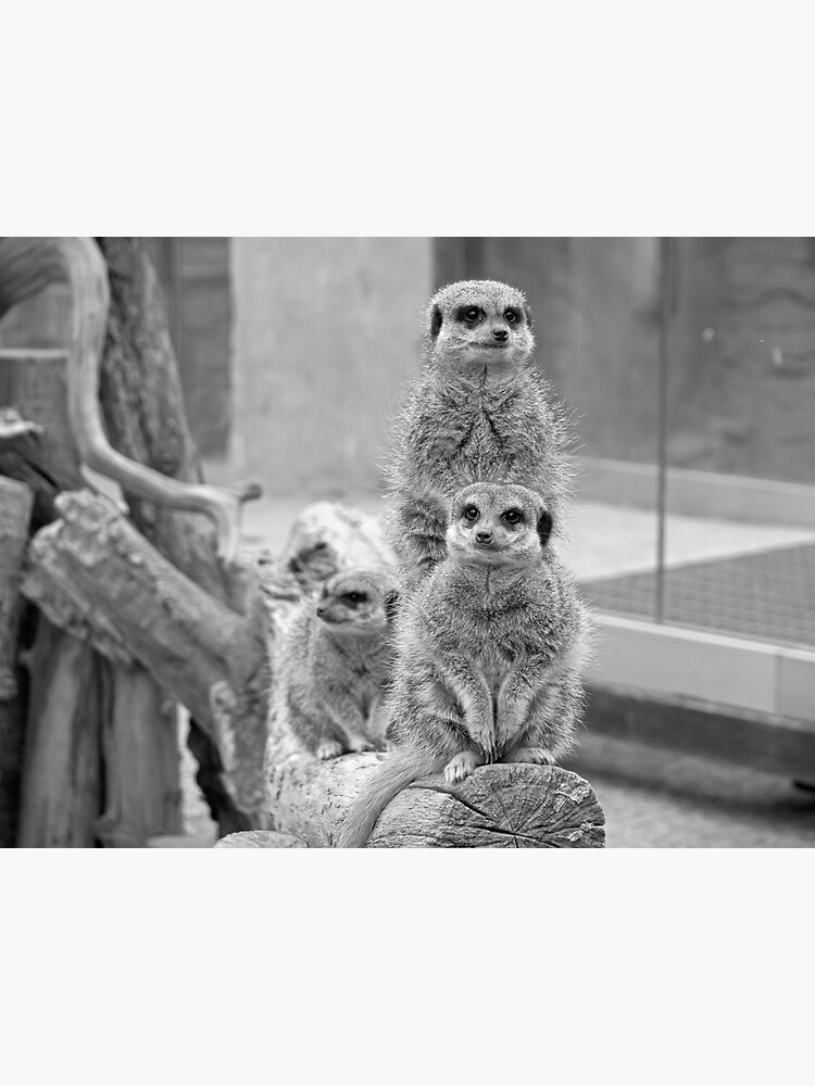 Meerkats on a look out by santoshputhran
