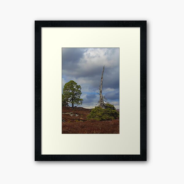 Item preview, Cairngorm trees designed and sold by Julie Bell.