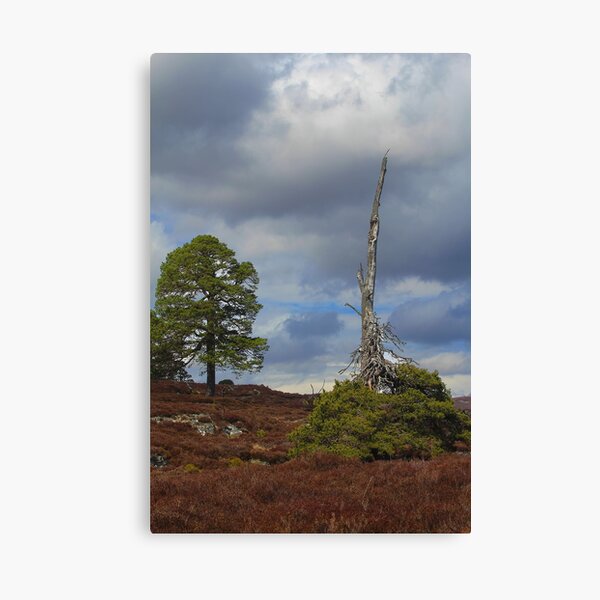 Item preview, Cairngorm trees designed and sold by Julie Bell.