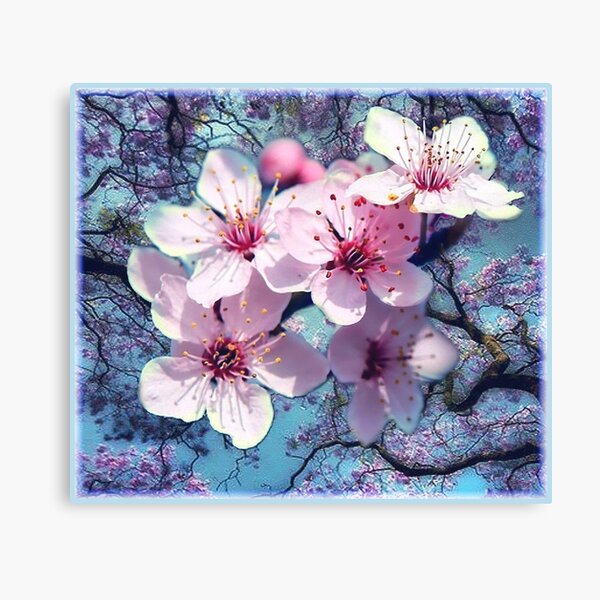 Cherry Blossoms Canvas Print