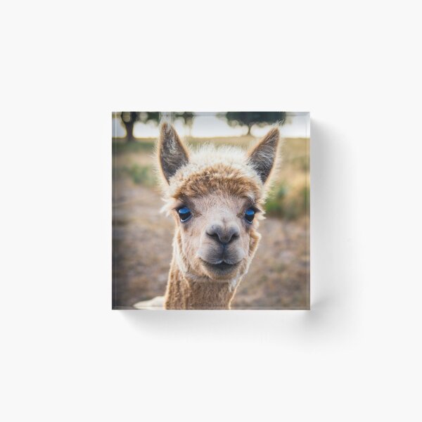 Meet Ollie Acrylic Block