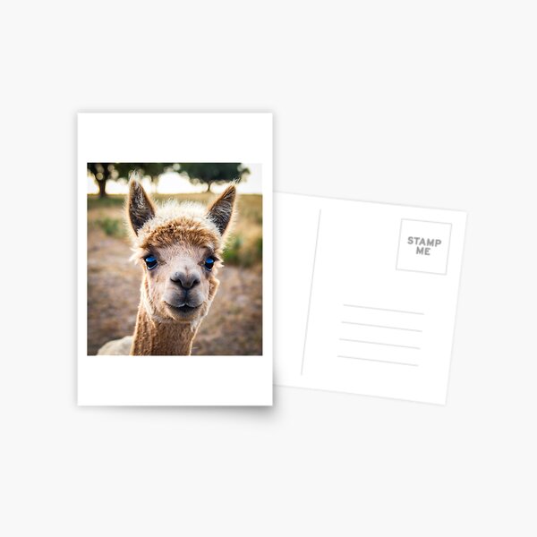 Meet Ollie Postcard