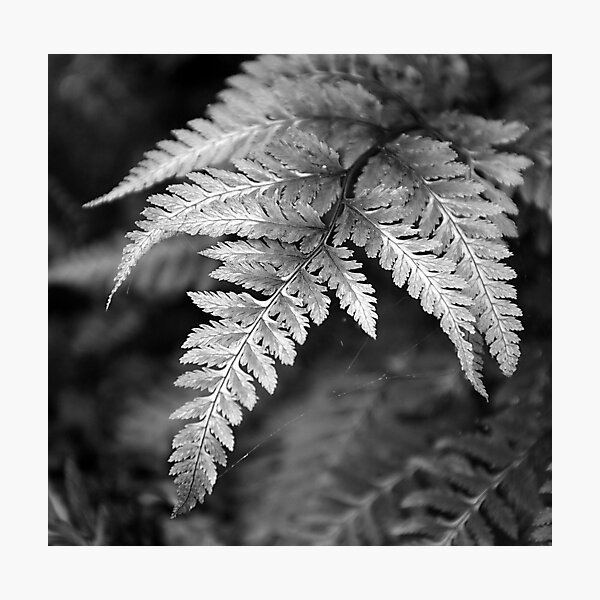 Item preview, Athyrium Niponicum Var Pictum designed and sold by Lindamell.