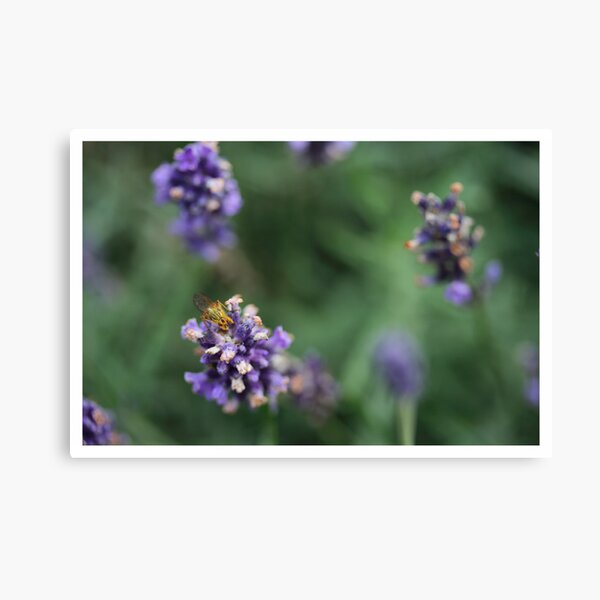 Item preview, insect  designed and sold by ziko.