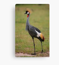 Grey Crowned Crane Leinwanddruck