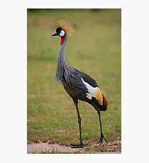 Grey Crowned Crane Photographic Print