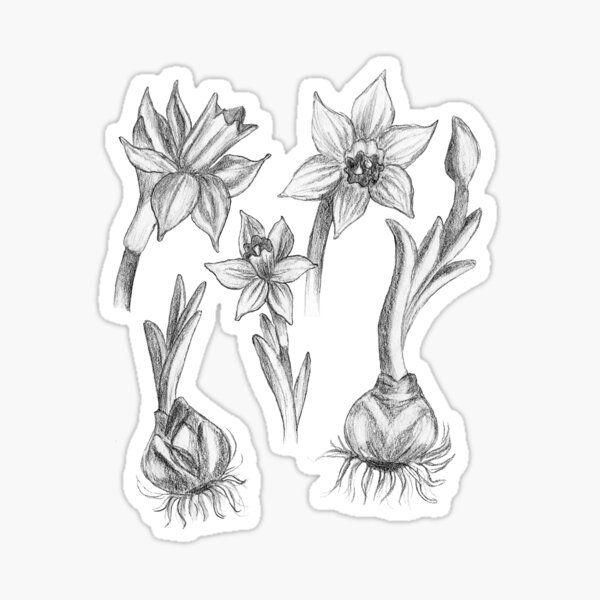  Black and White Daffodil Pattern Sticker