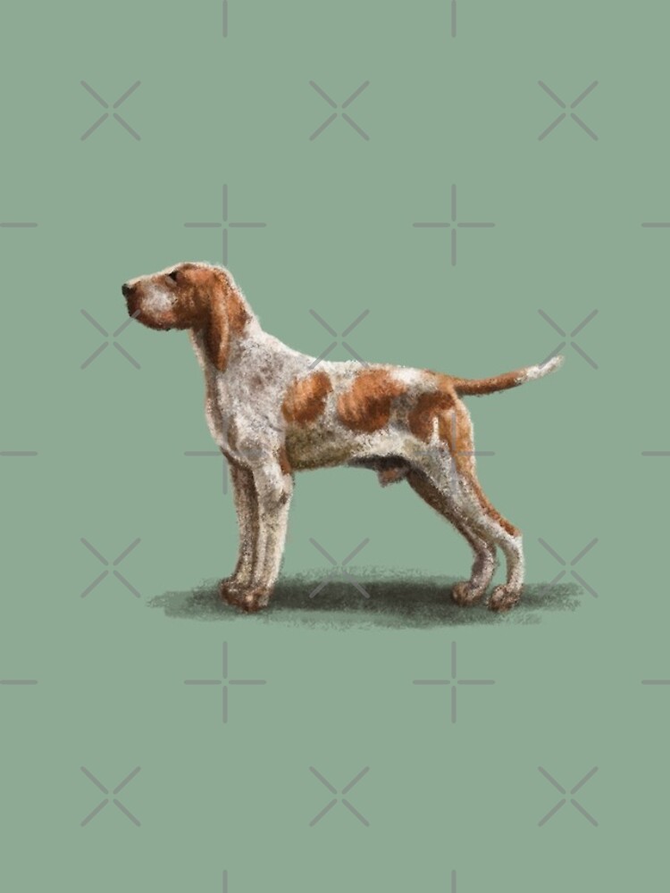 Bracco Italiano by elspethrose